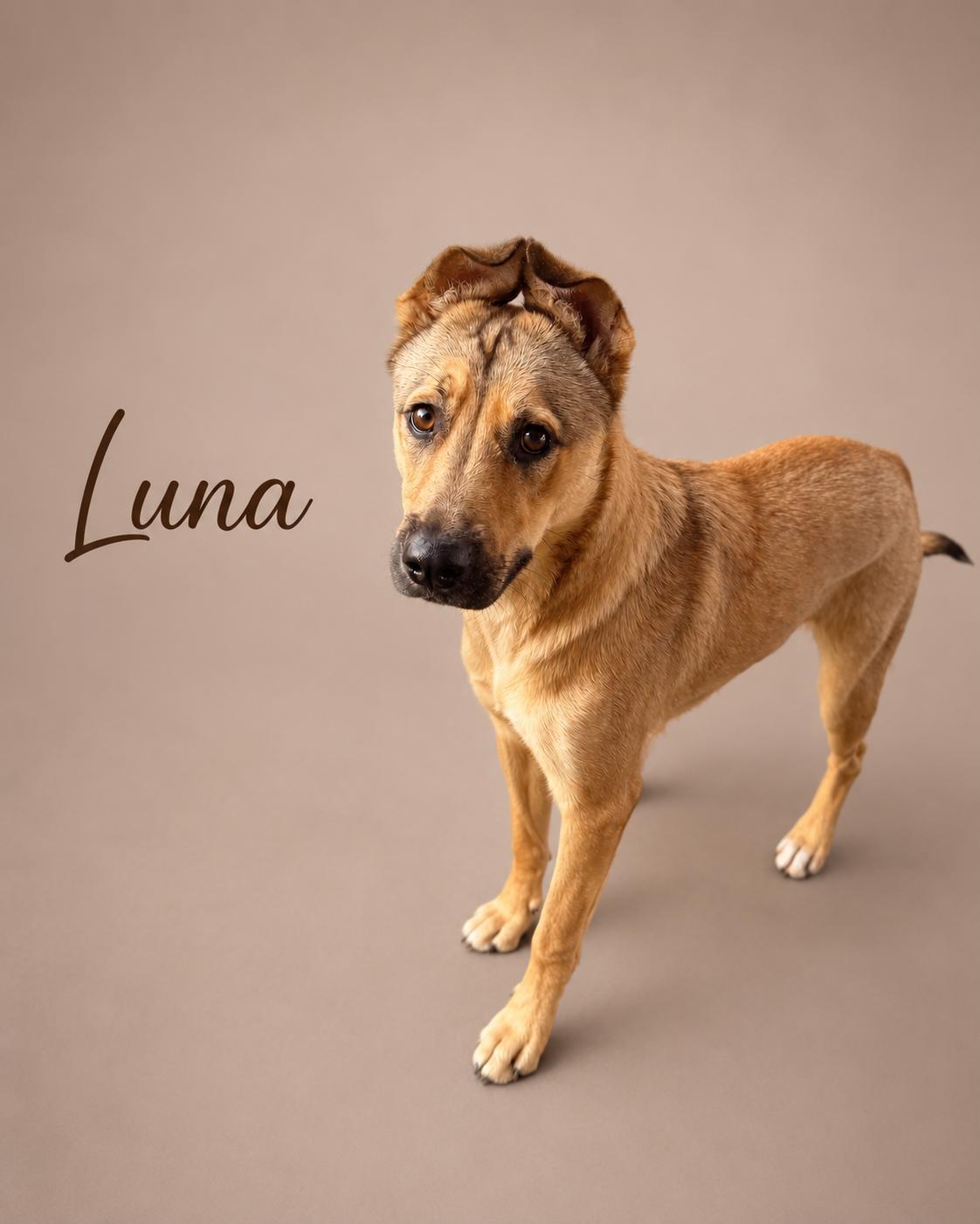 Luna, ADOPTABLE, Young Female German Shepherd Dog.