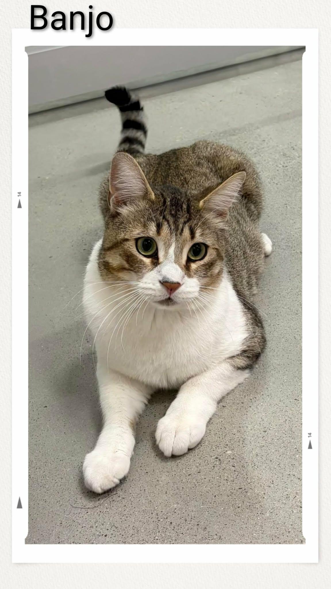 Banjo, a Adopted Domestic Short Hair in Caistor Centre, ON image 1/2