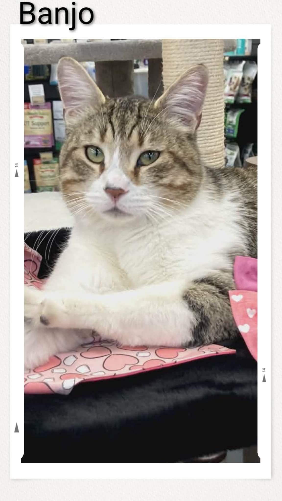 Enlarge Banjo, a Adoptable Domestic Short Hair in Caistor Centre, ON image 1/1