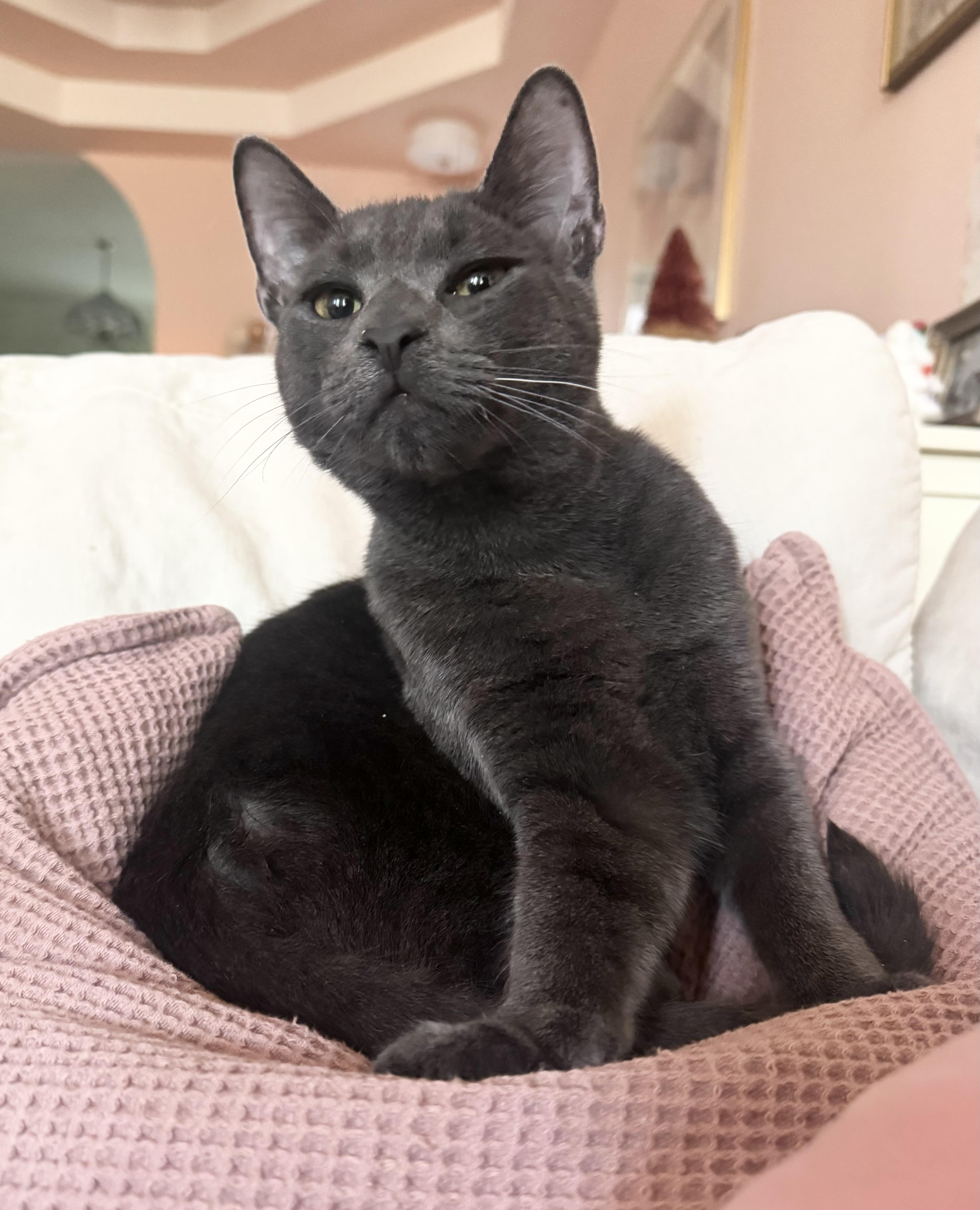 Enlarge Tuffy, an adopted Domestic Short Hair in Philadelphia , PA image 1/5