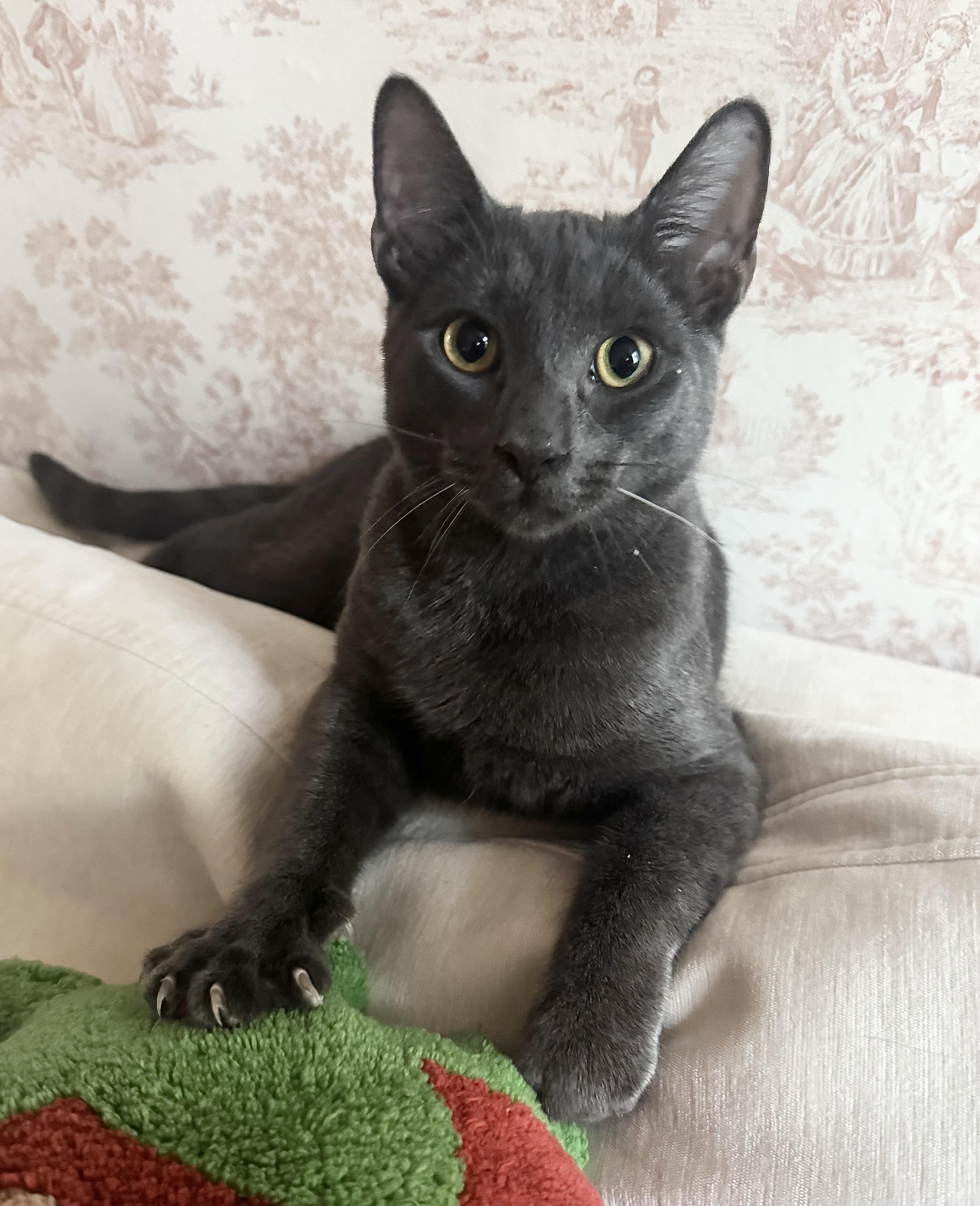 Enlarge Tuffy, an adopted Domestic Short Hair in Philadelphia , PA image 2/5