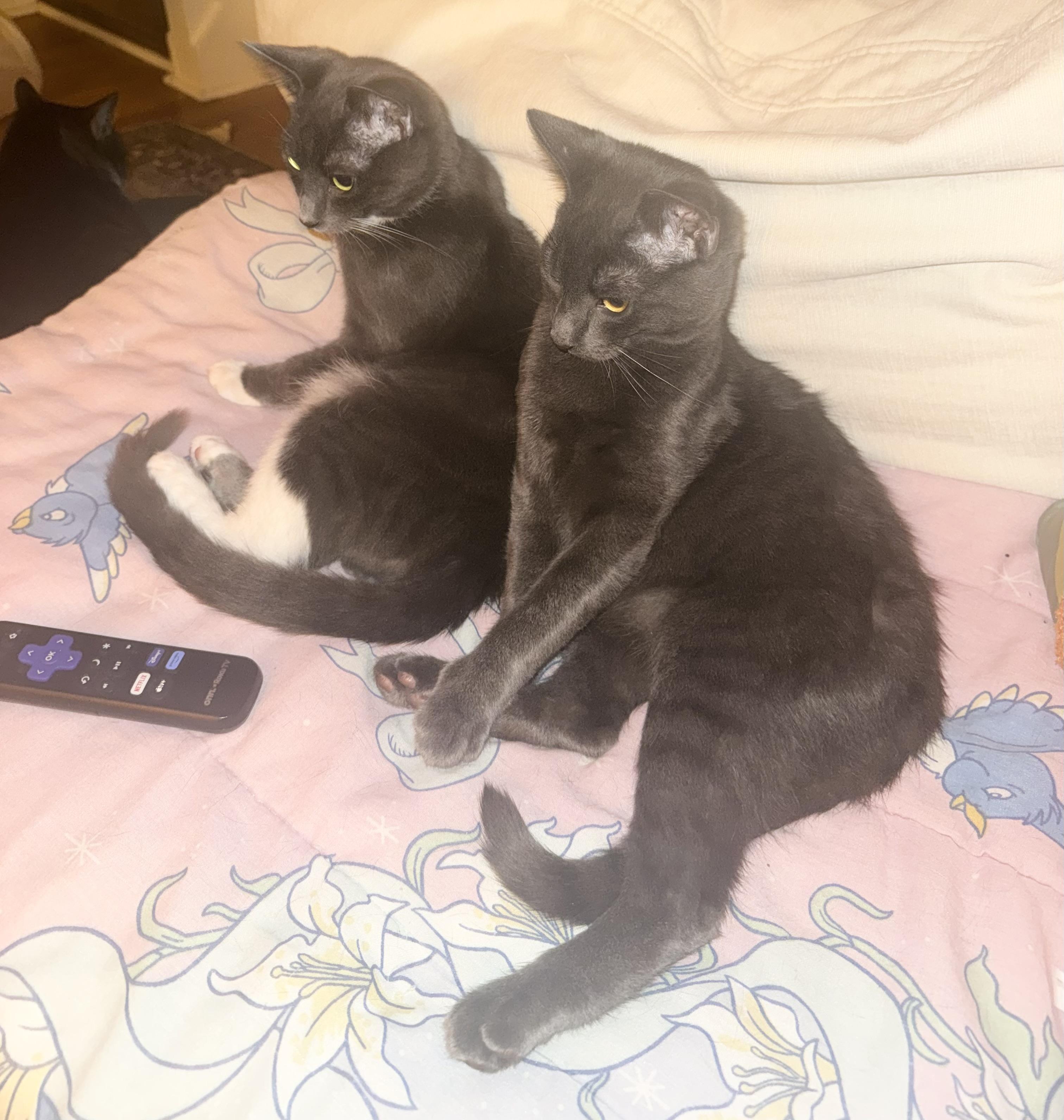 Enlarge Tuffy, an adopted Domestic Short Hair in Philadelphia , PA image 3/5