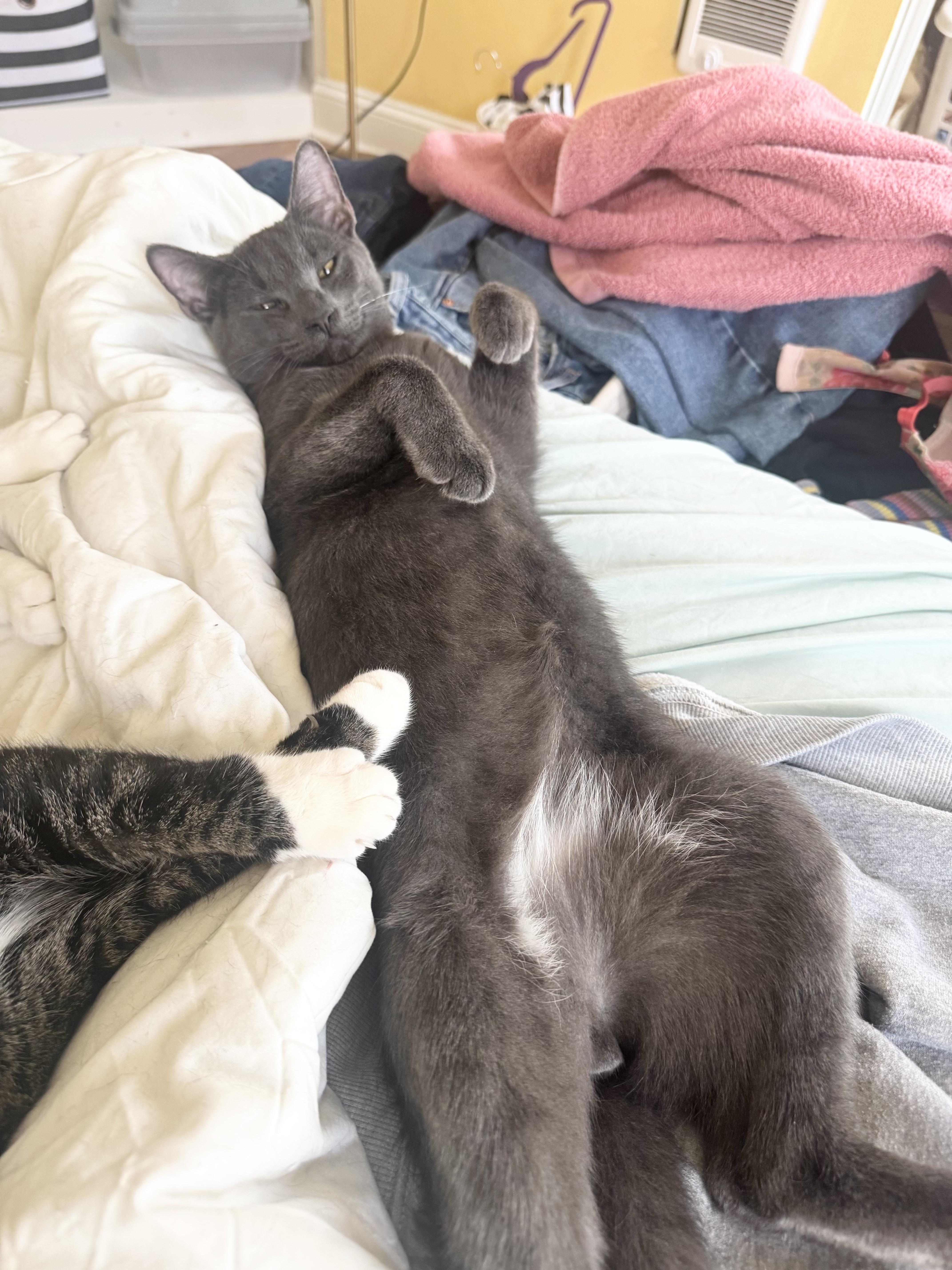 Enlarge Tuffy, an adopted Domestic Short Hair in Philadelphia , PA image 4/5