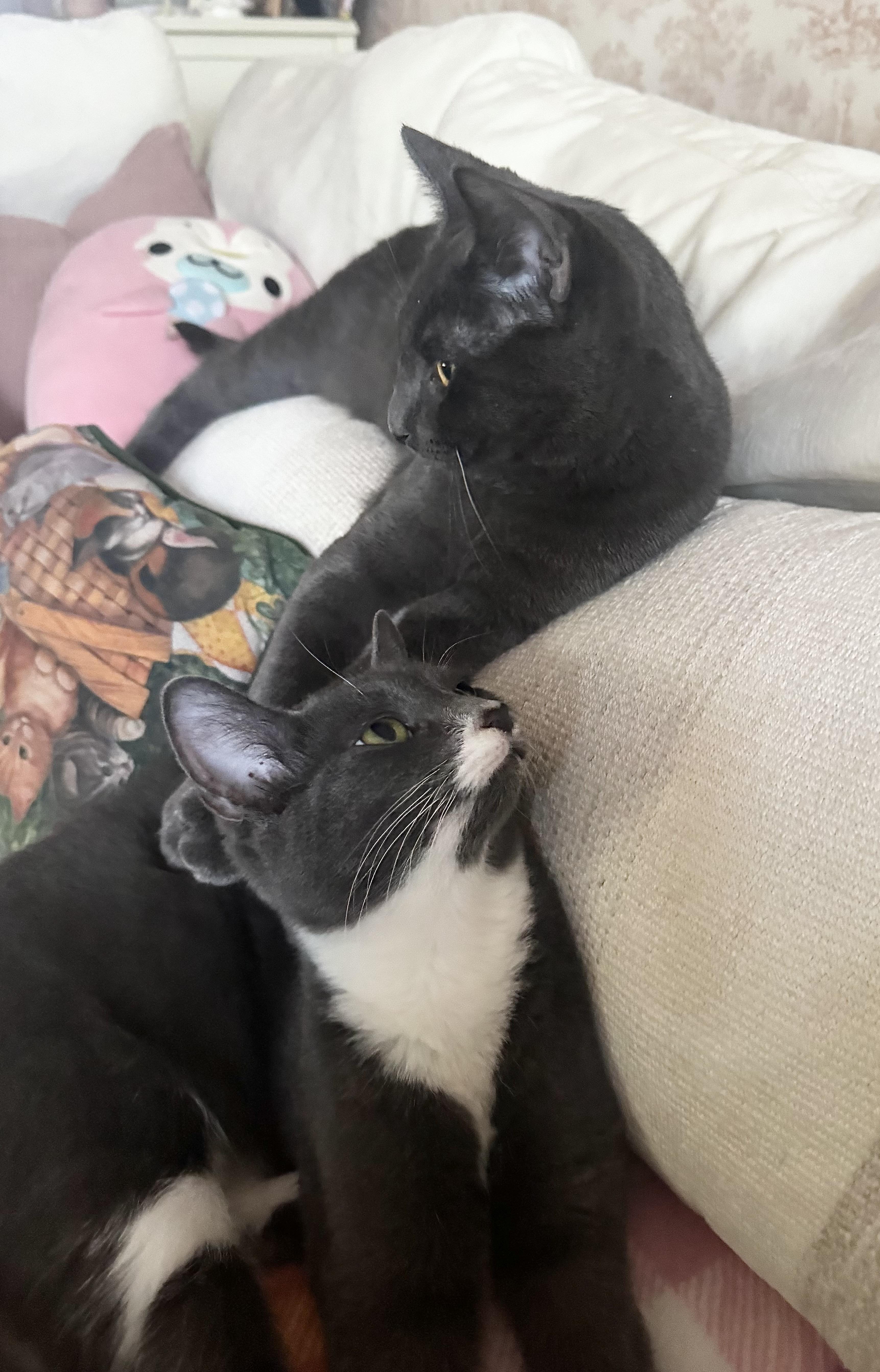 Enlarge Tuffy, an adopted Domestic Short Hair in Philadelphia , PA image 5/5