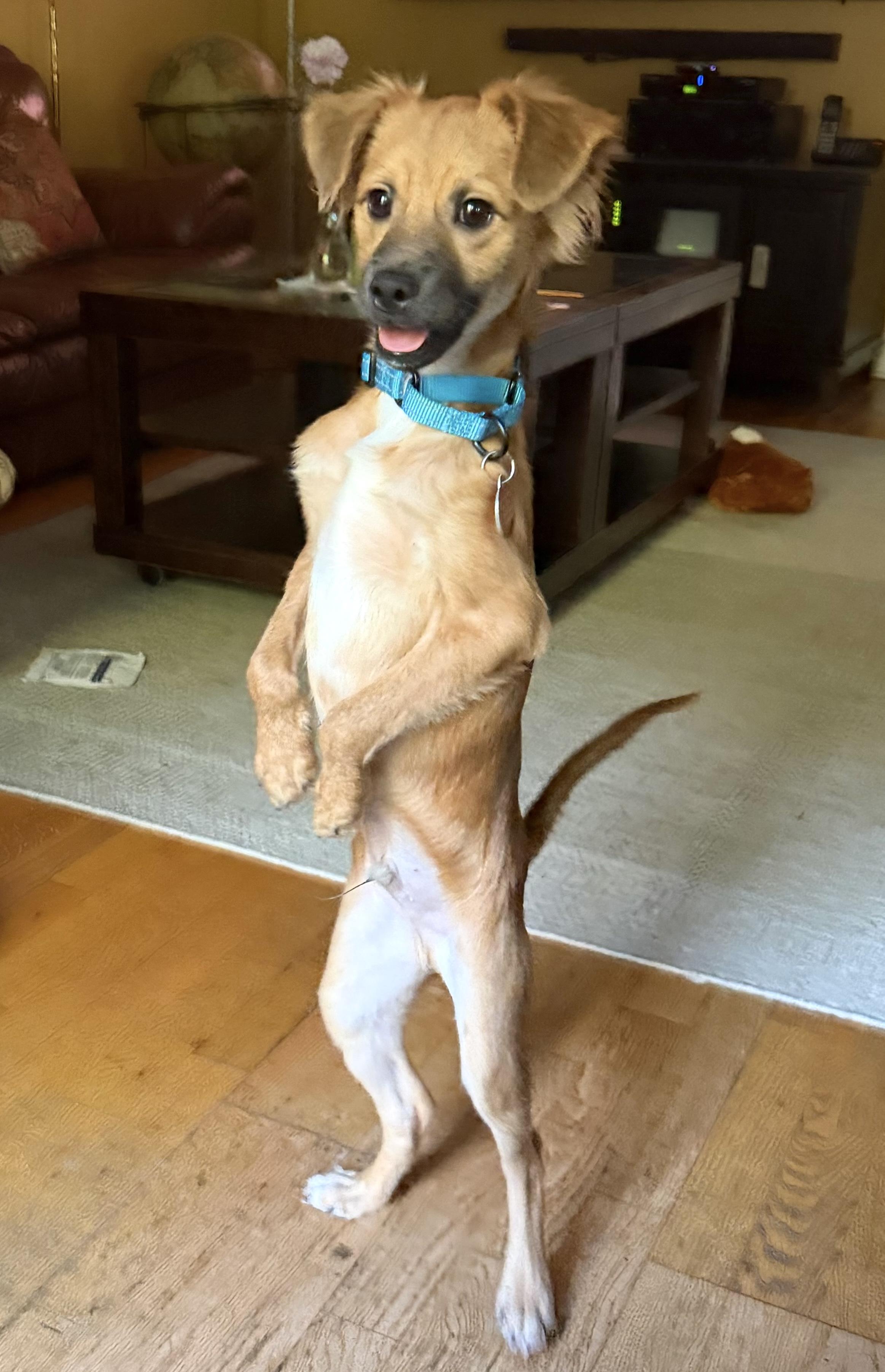 Enlarge Alex, an adopted mixed breed in Brooklyn, NY image 2/6