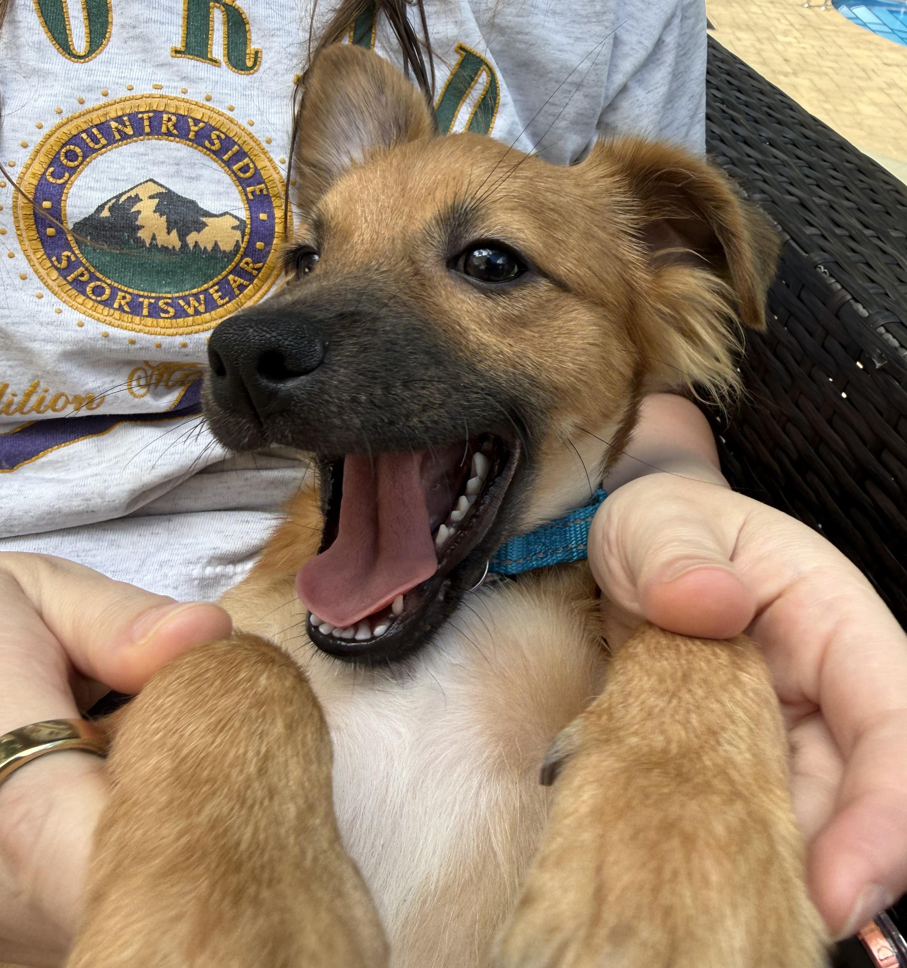 Enlarge Alex, an adopted mixed breed in Brooklyn, NY image 6/6
