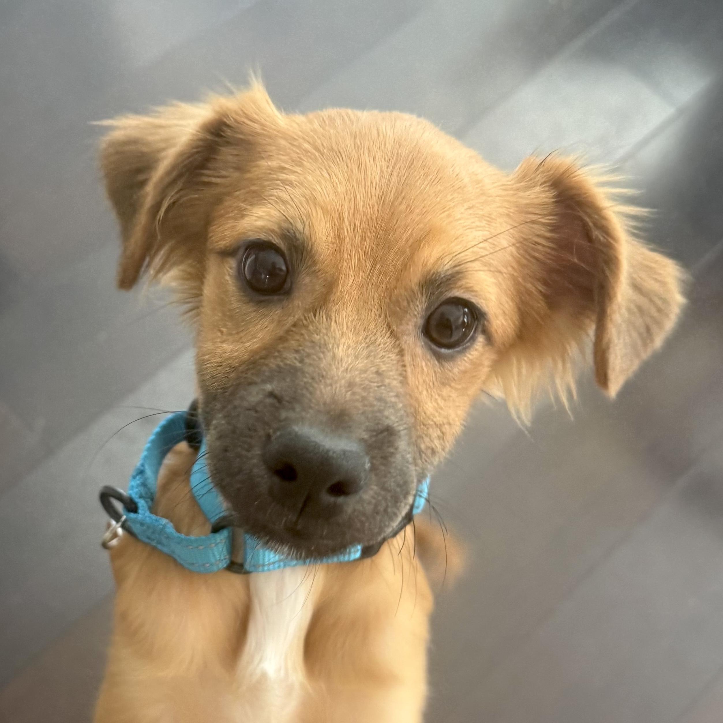 Enlarge Alex, an adopted mixed breed in Brooklyn, NY image 1/6