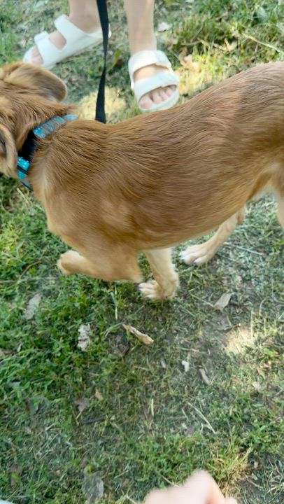 Enlarge Alex, an adopted mixed breed in Brooklyn, NY video 5/6