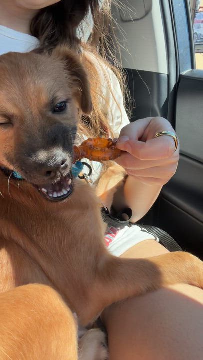 Enlarge Alex, an adopted mixed breed in Brooklyn, NY video 4/6