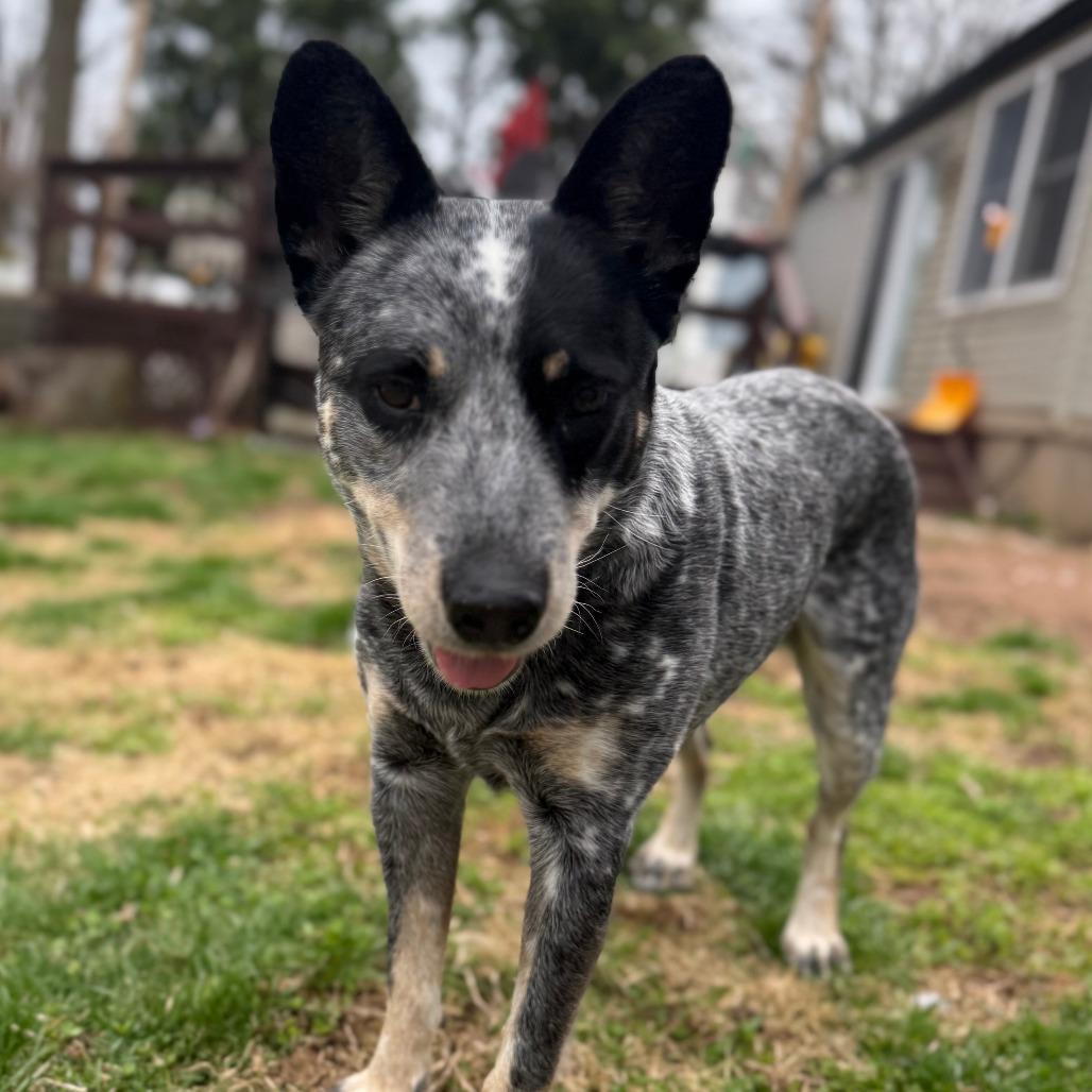 Misty, Adoptable, Adult Female Australian Cattle Dog / Blue Heeler & None.