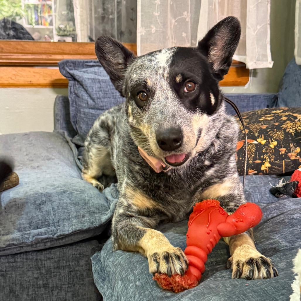 Enlarge Misty- $70 Adoption Fee!, a Adoptable Australian Cattle Dog / Blue Heeler in Staten Island, NY image 1/6