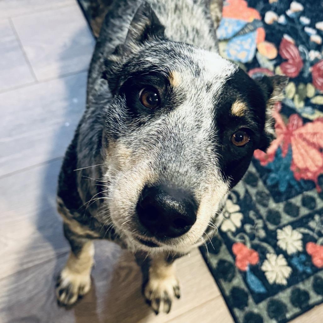 Enlarge Misty, a Adoptable Australian Cattle Dog / Blue Heeler in Staten Island, NY image 2/6