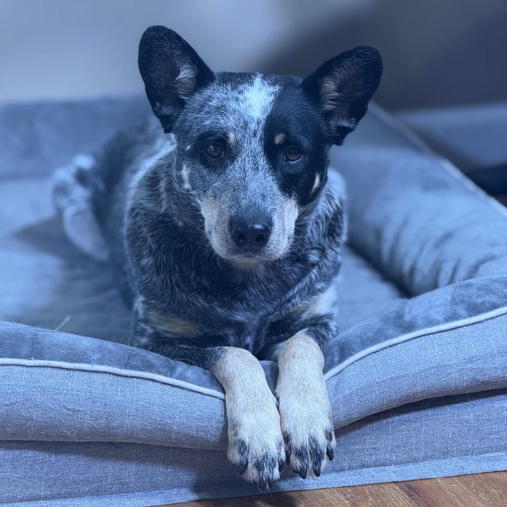 Enlarge Misty, a Adoptable Australian Cattle Dog / Blue Heeler in Staten Island, NY image 3/6
