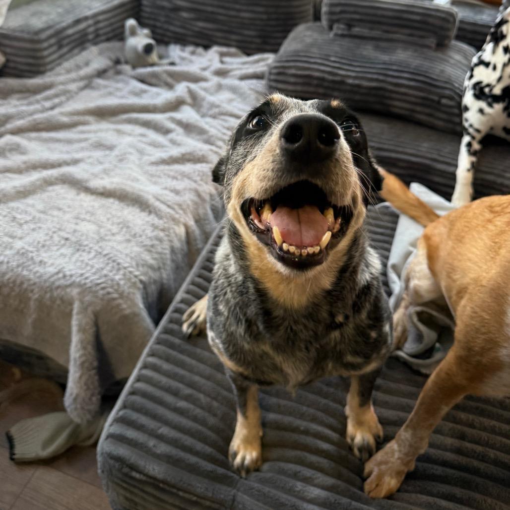 Enlarge Misty, a Adoptable Australian Cattle Dog / Blue Heeler in Staten Island, NY image 4/6