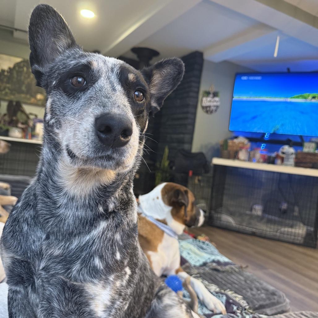 Enlarge Misty, a Adoptable Australian Cattle Dog / Blue Heeler in Staten Island, NY image 5/6