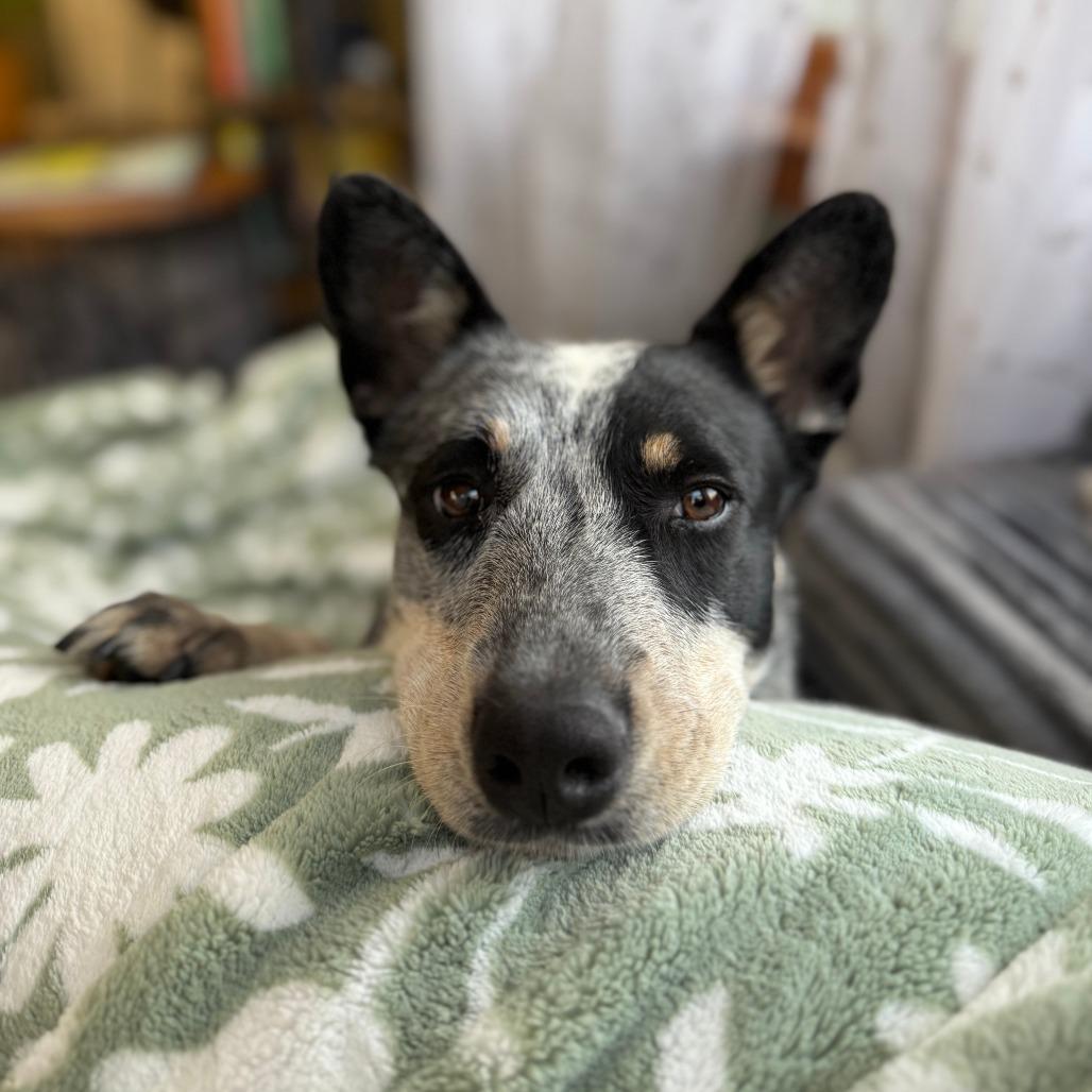 Enlarge Misty, a Adoptable Australian Cattle Dog / Blue Heeler in Staten Island, NY image 6/6