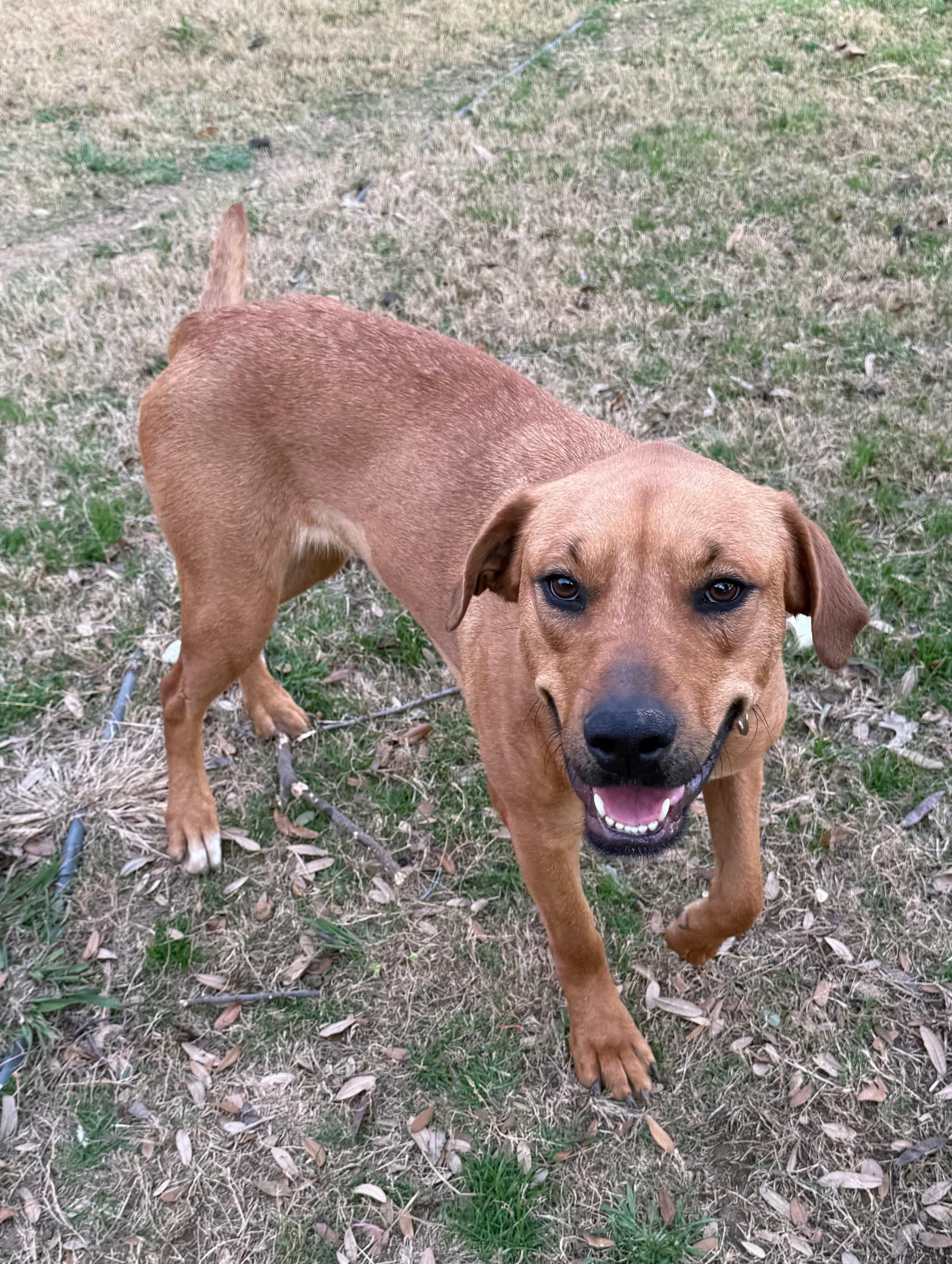 Enlarge Taffy, a Adoptable mixed breed in Ankeny, IA image 3/6