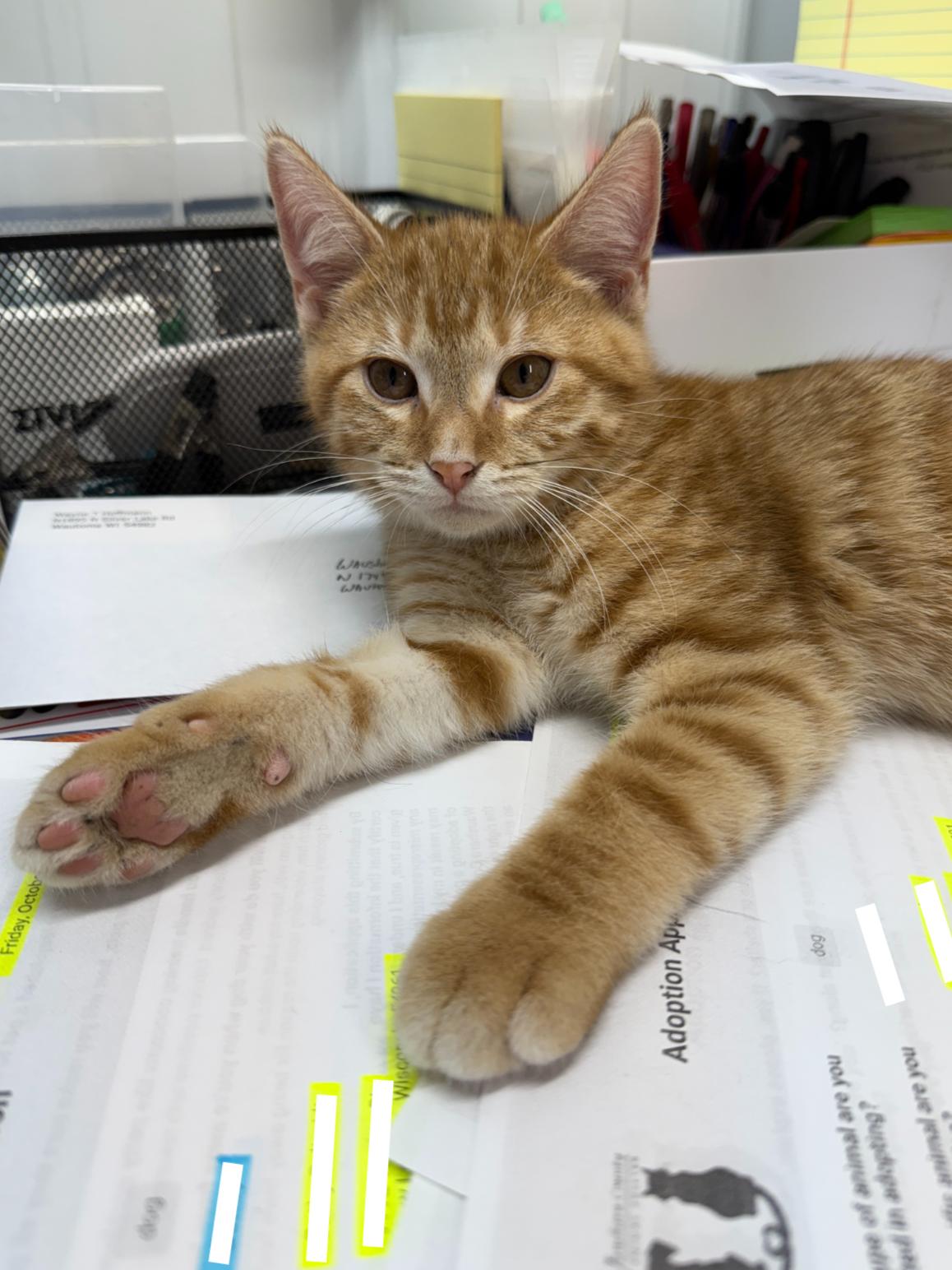 Clay, Adopted, Young Male Domestic Short Hair.