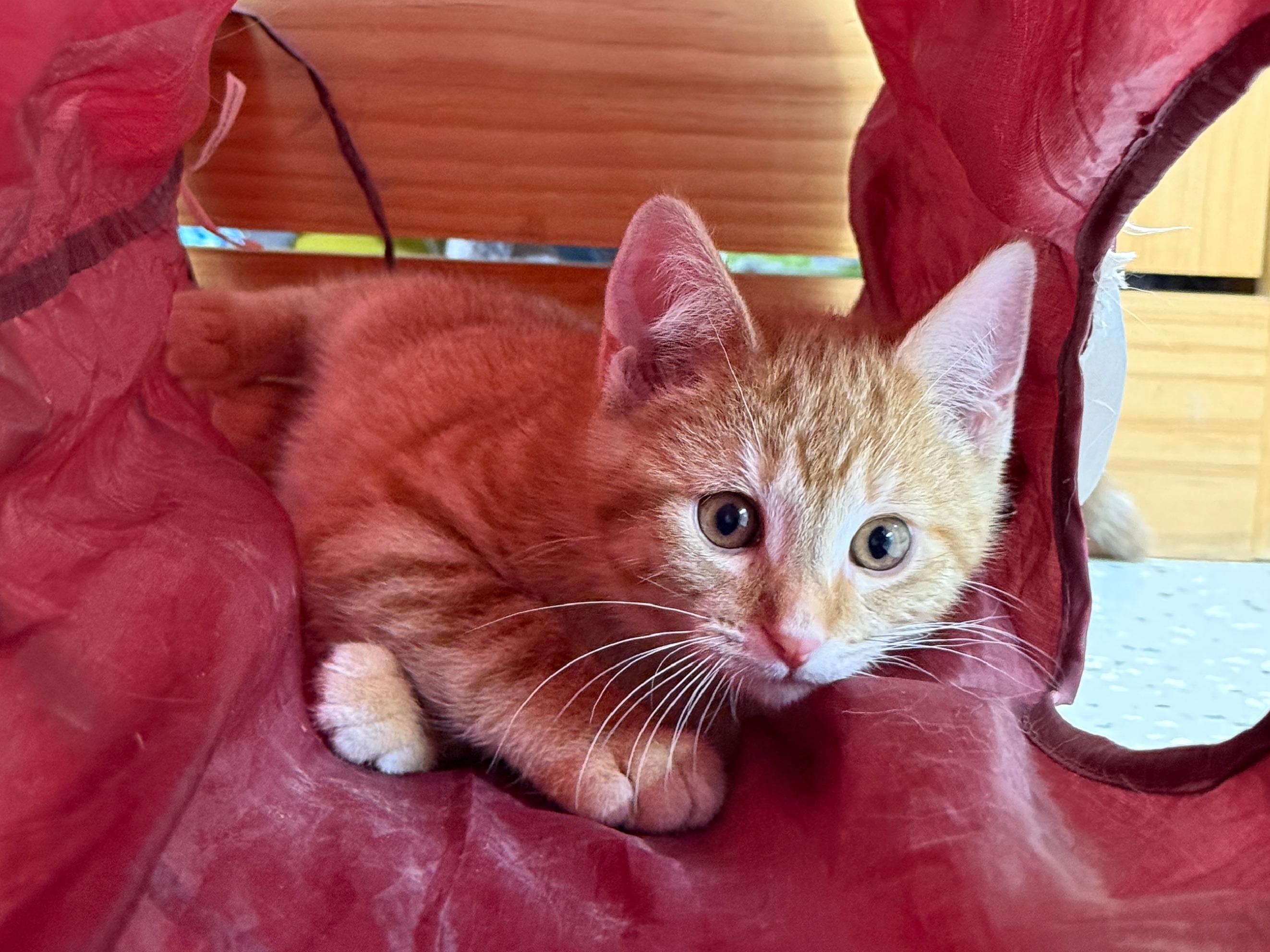 Clay, a Adopted Domestic Short Hair in Wautoma, WI image 3/3