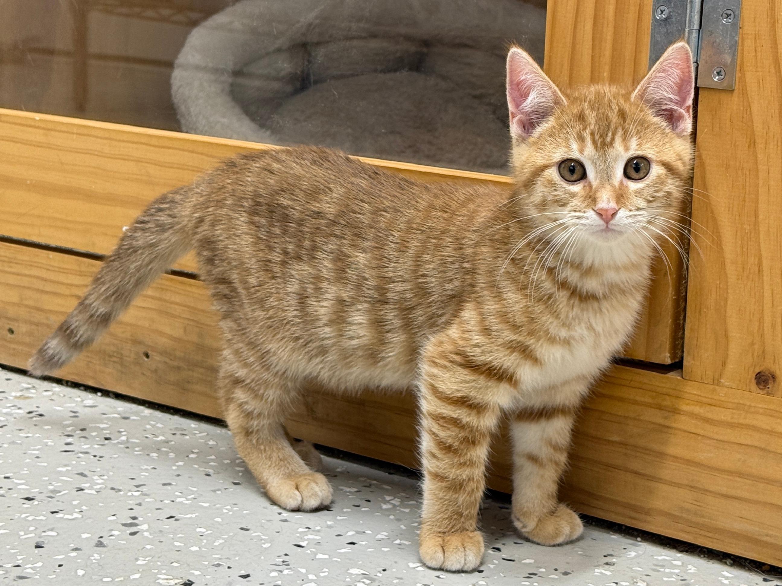 Clay, a Adopted Domestic Short Hair in Wautoma, WI image 2/3
