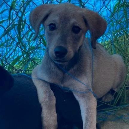 Enlarge Amber, a Adoptable mixed breed in Myrtle Beach, SC image 1/1