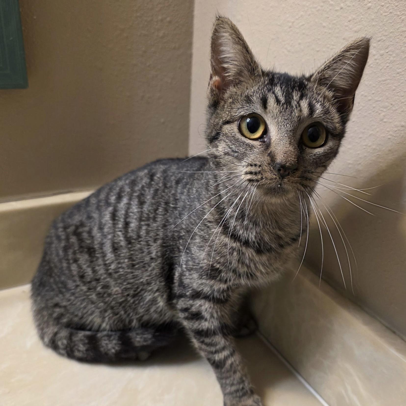 Toffee, ADOPTABLE, Young Female Domestic Short Hair.