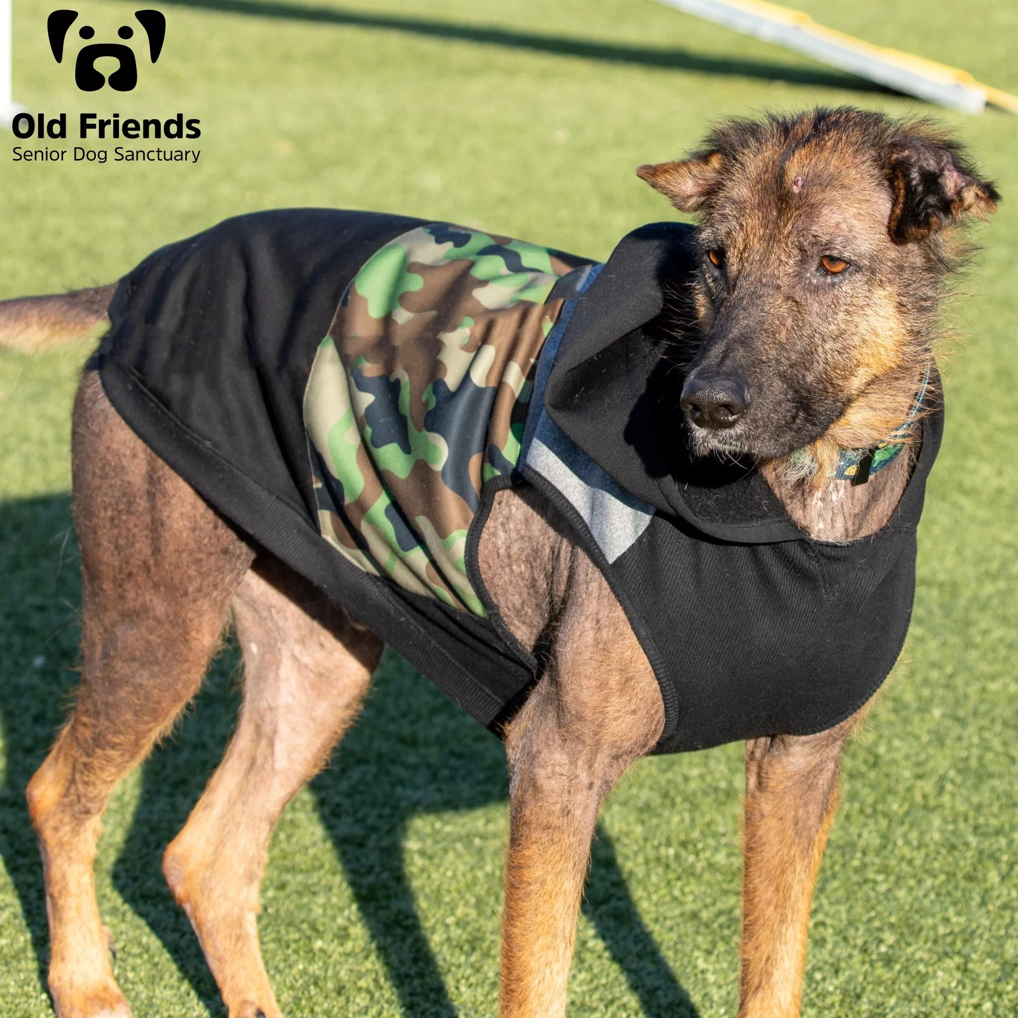 Rufus, a Adoptable mixed breed in Mount Juliet, TN image 1/5