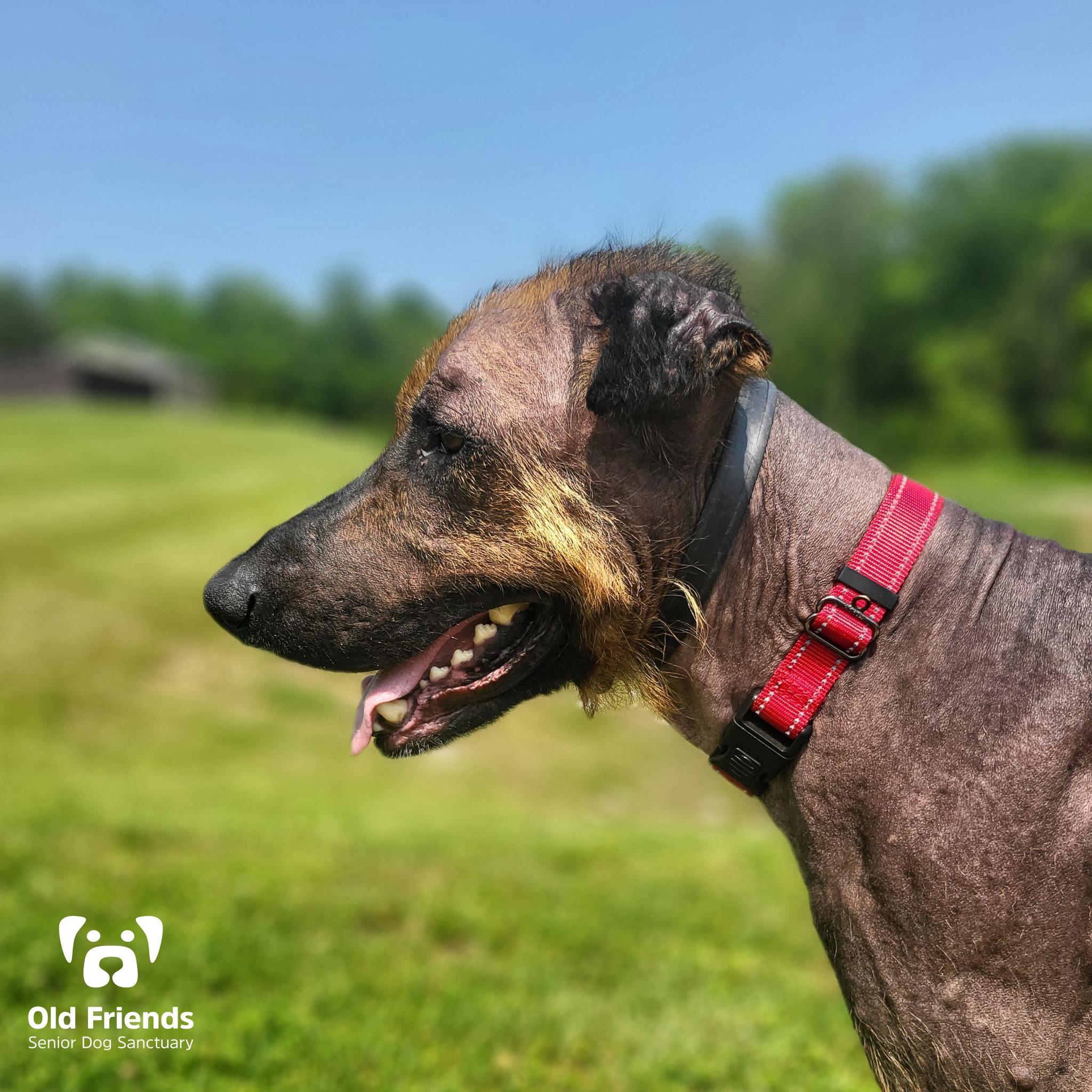 Rufus, a Adoptable mixed breed in Mount Juliet, TN image 2/5