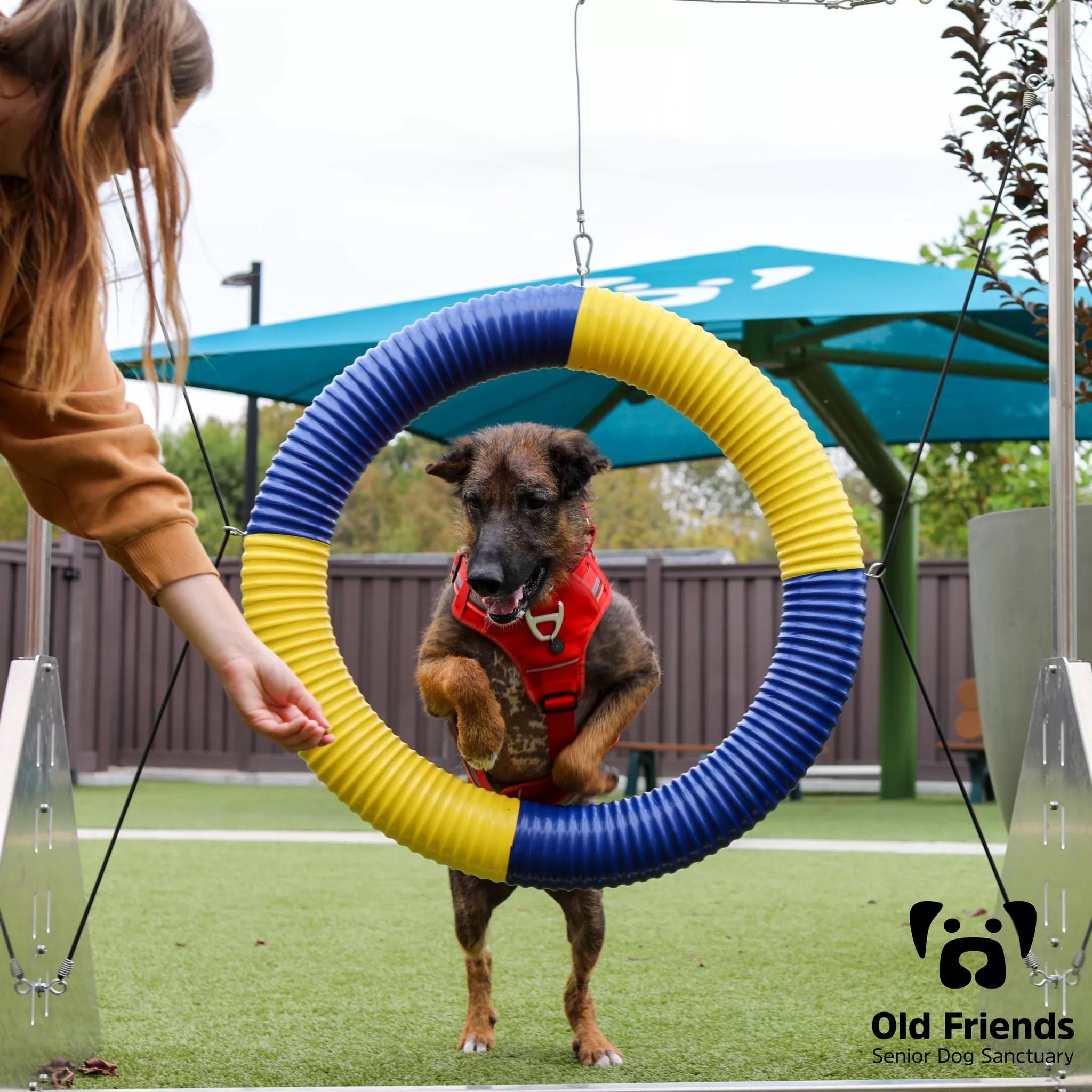 Rufus, a Adoptable mixed breed in Mount Juliet, TN image 3/5