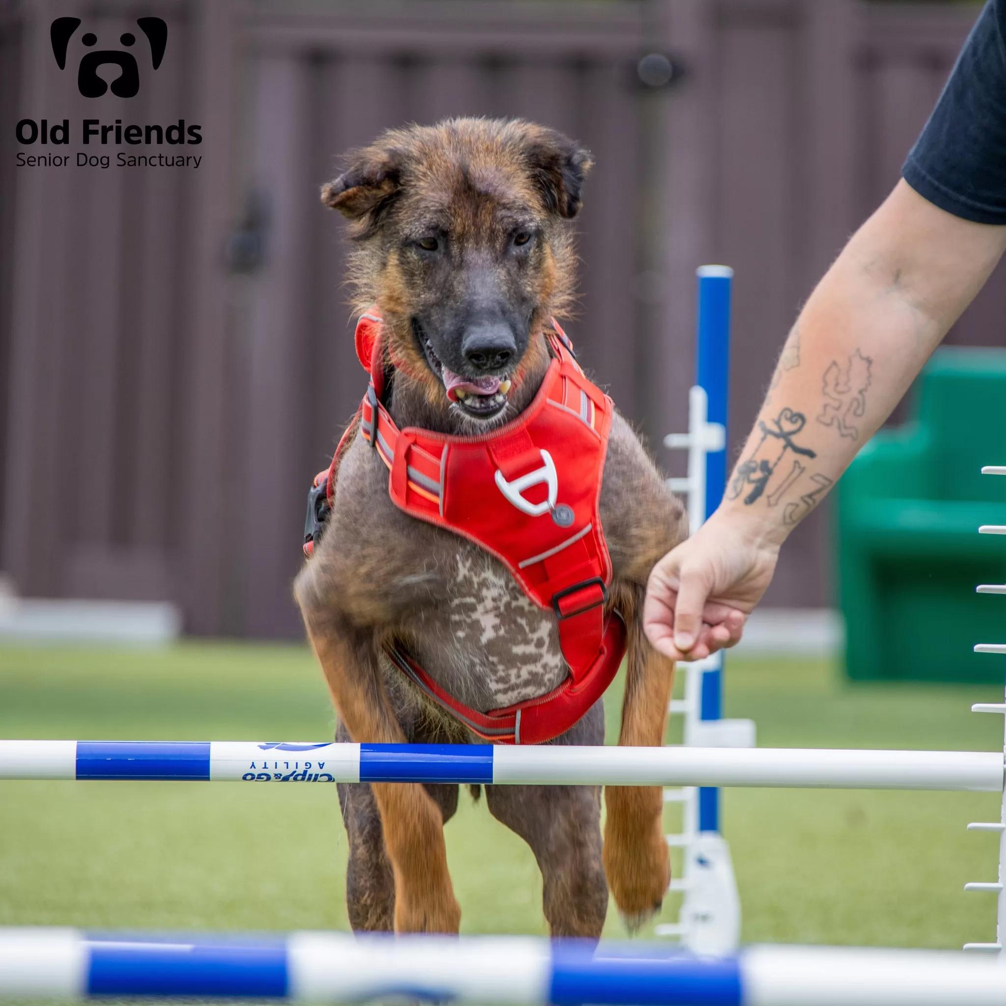 Rufus — thumbnail 4