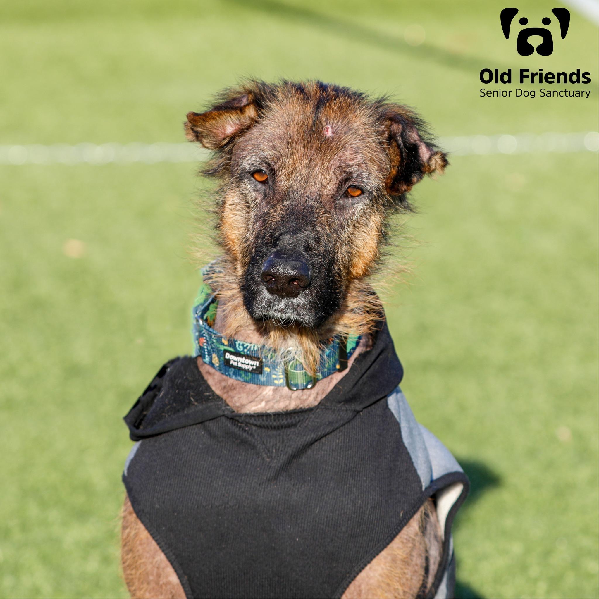 Rufus, a Adoptable mixed breed in Mount Juliet, TN image 5/5