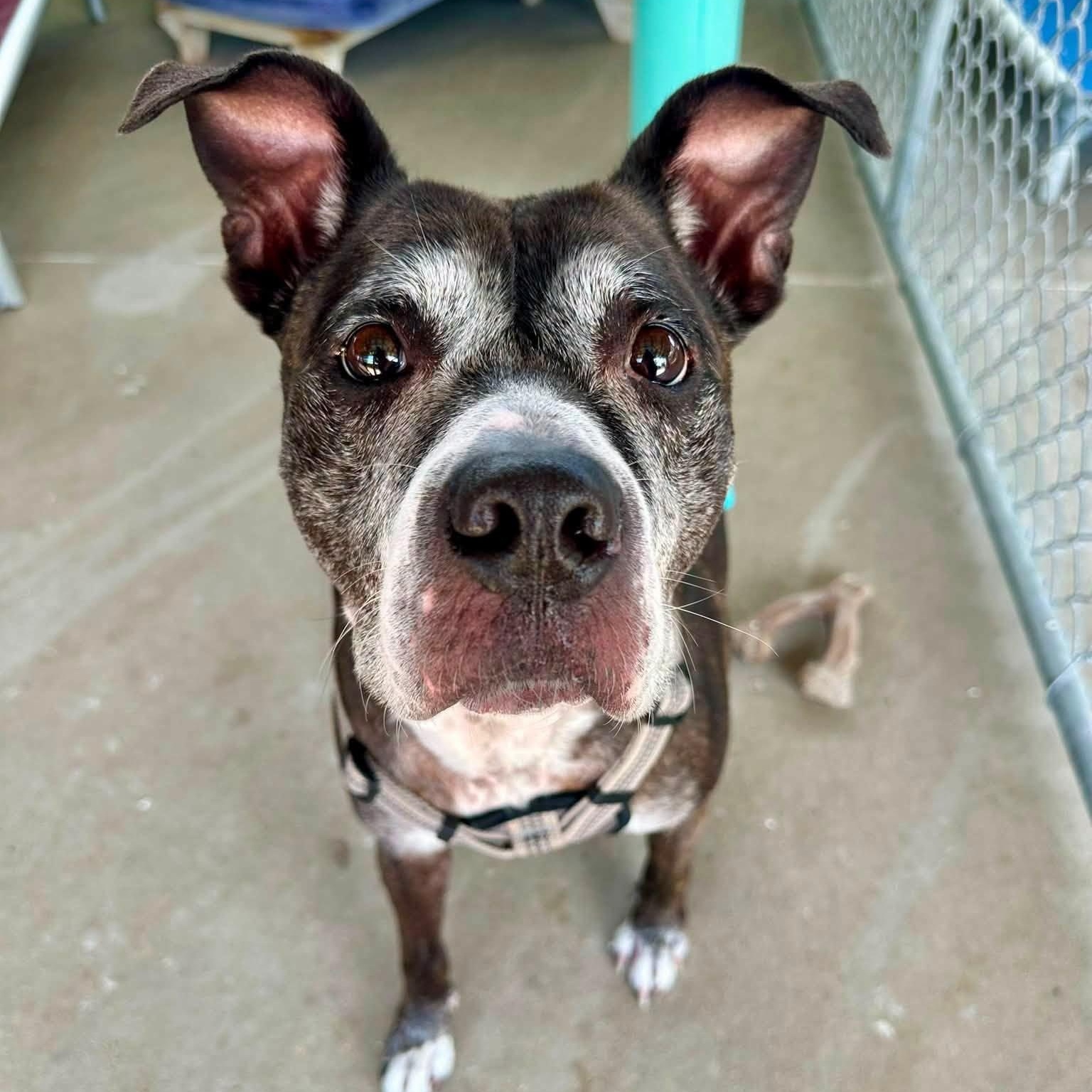 Mabel, a ADOPTABLE Mixed Breed in Pacific, MO image 1/3
