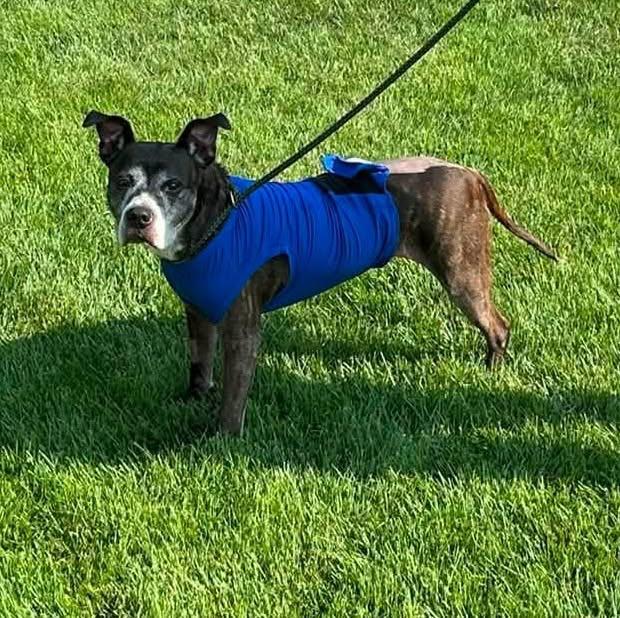 Mabel, a ADOPTABLE Mixed Breed in Pacific, MO image 2/3