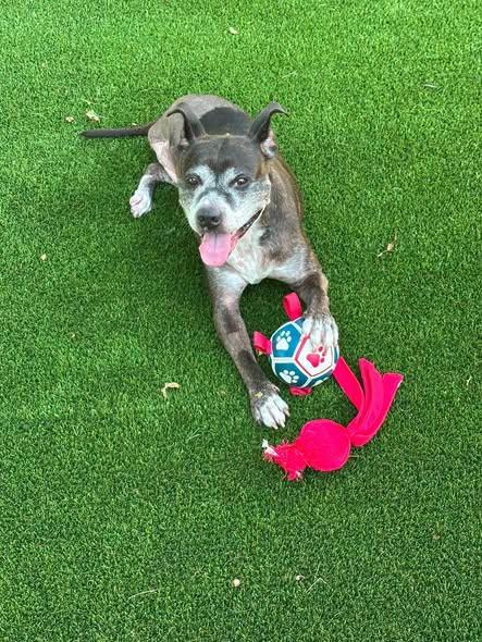 Mabel, a ADOPTABLE Mixed Breed in Pacific, MO image 3/3