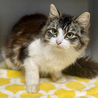 Enlarge *Fabio, an adopted mixed breed in Red Bluff, CA image 2/3