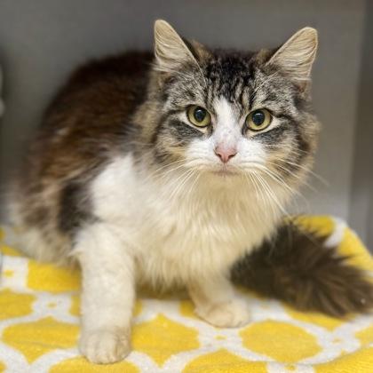 Enlarge *Fabio, an adopted mixed breed in Red Bluff, CA image 3/3