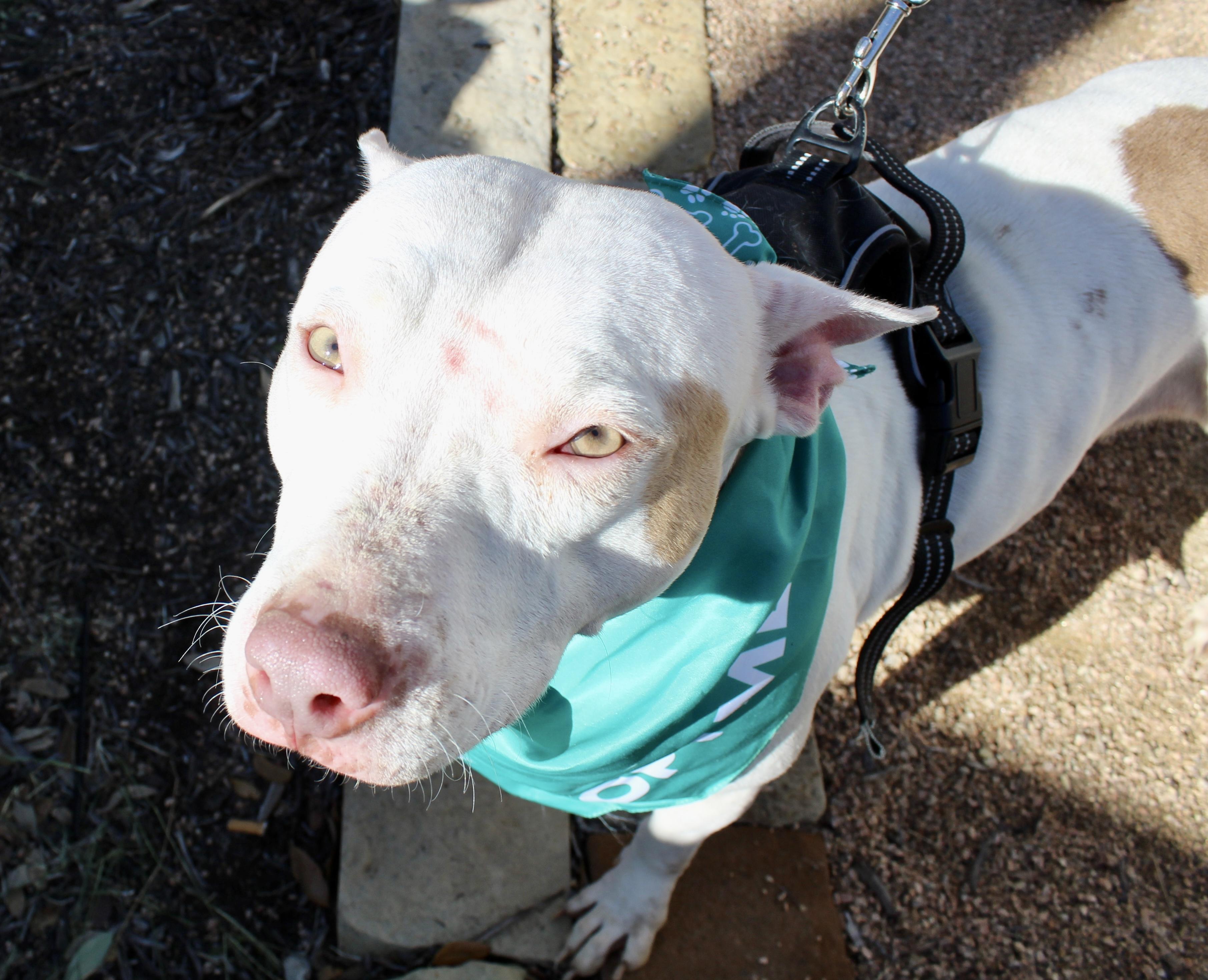 Lulu, ADOPTABLE, Adult Female American Staffordshire Terrier.