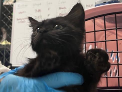 Enlarge AVA, a Adoptable Domestic Short Hair in Palo Alto, CA image 1/1