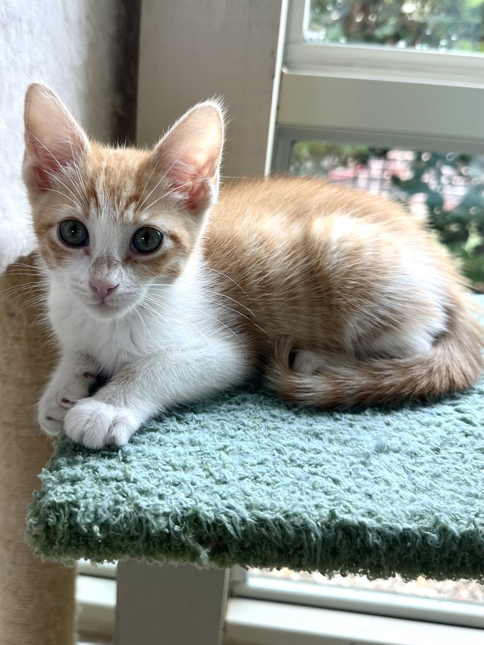 Cinnamon, Adopted, Kitten Female Domestic Short Hair & Tabby.