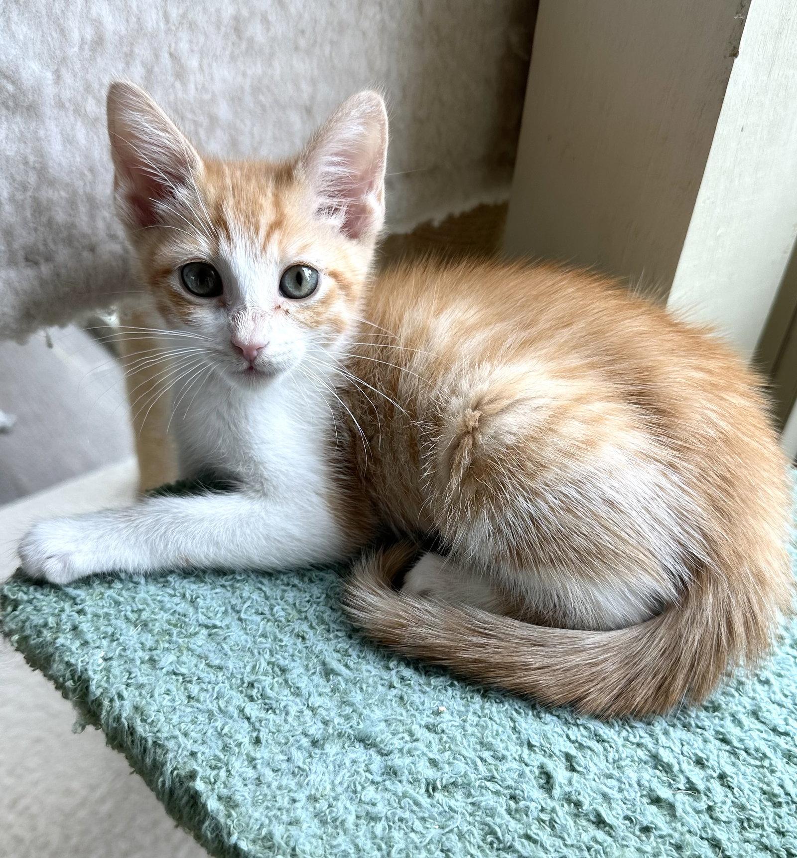 Cinnamon, a Adopted mixed breed in Plano, TX image 2/2
