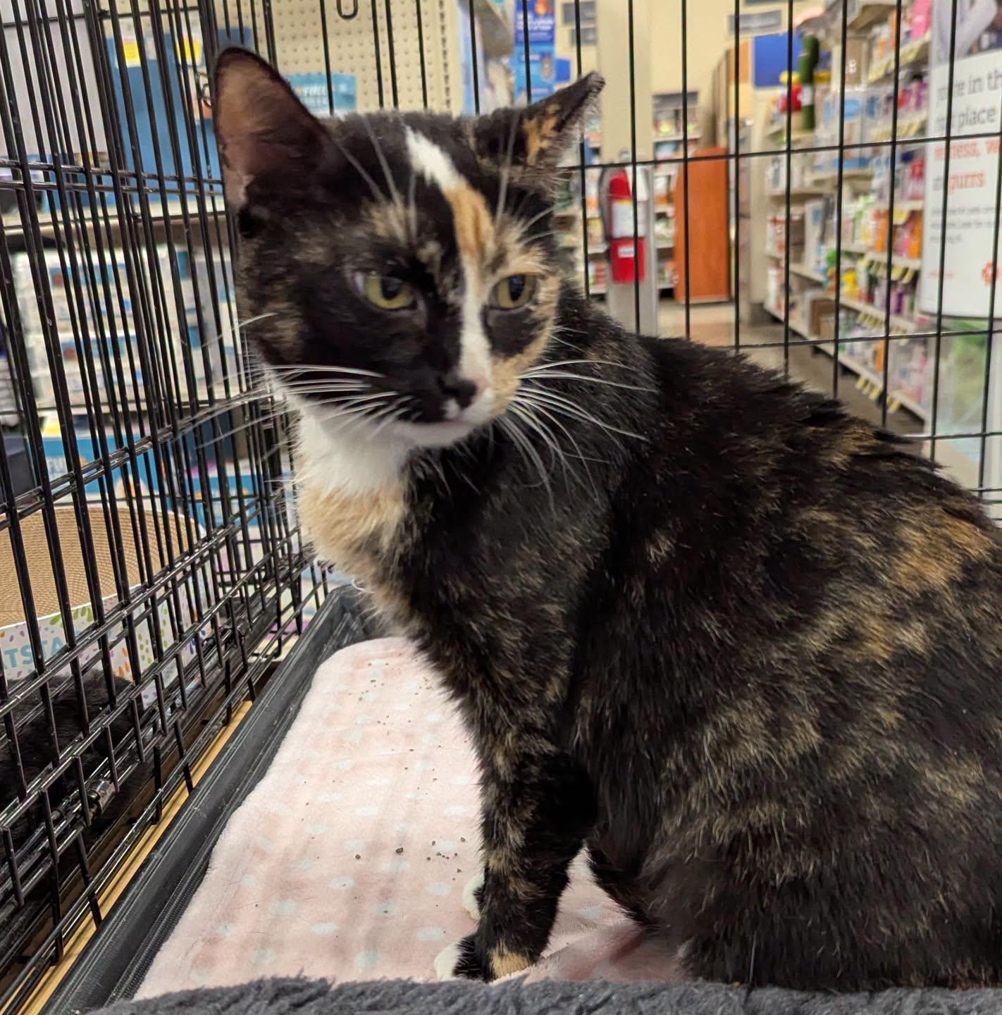 Enlarge Hazel, a Adoptable Calico in Noblesville, IN image 5/5