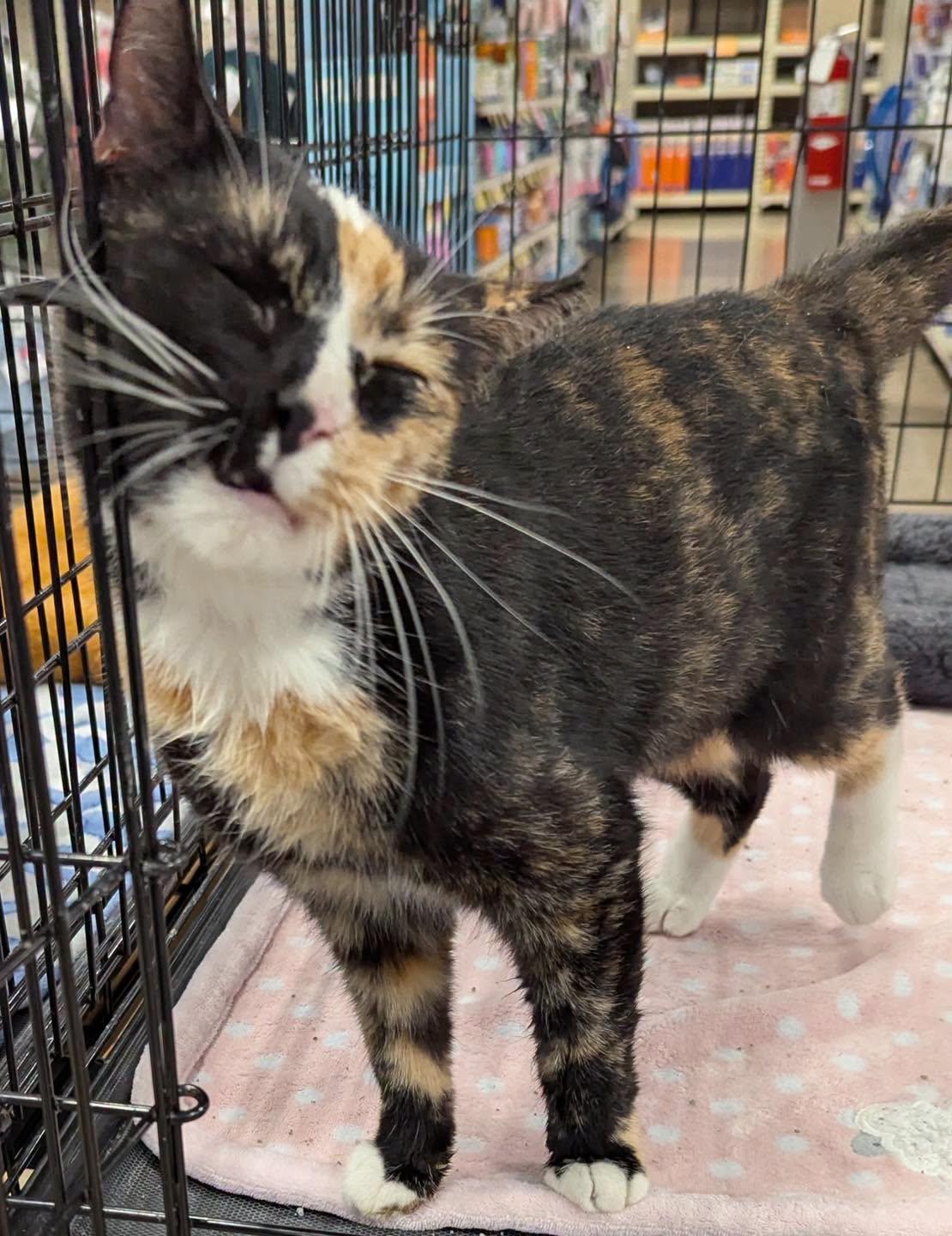 Enlarge Hazel, a Adoptable Calico in Noblesville, IN image 1/5