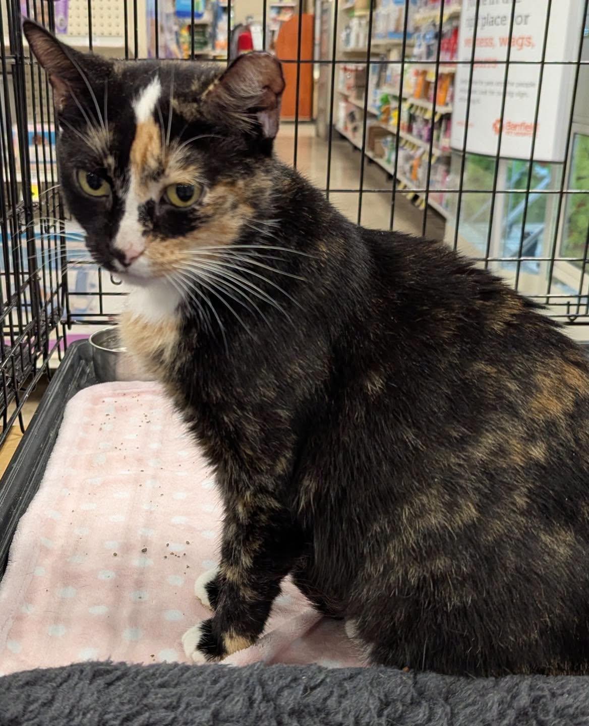 Enlarge Hazel, a Adoptable Calico in Noblesville, IN image 2/5