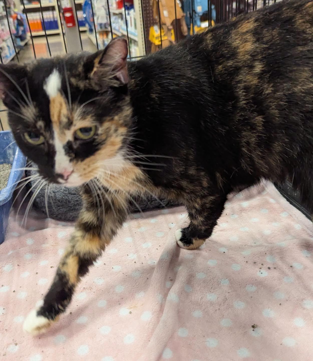 Enlarge Hazel, a Adoptable Calico in Noblesville, IN image 3/5