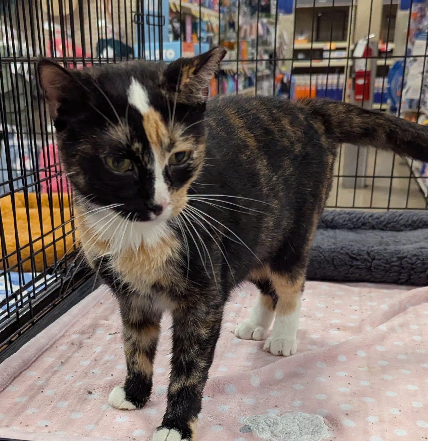 Enlarge Hazel, a Adoptable Calico in Noblesville, IN image 4/5