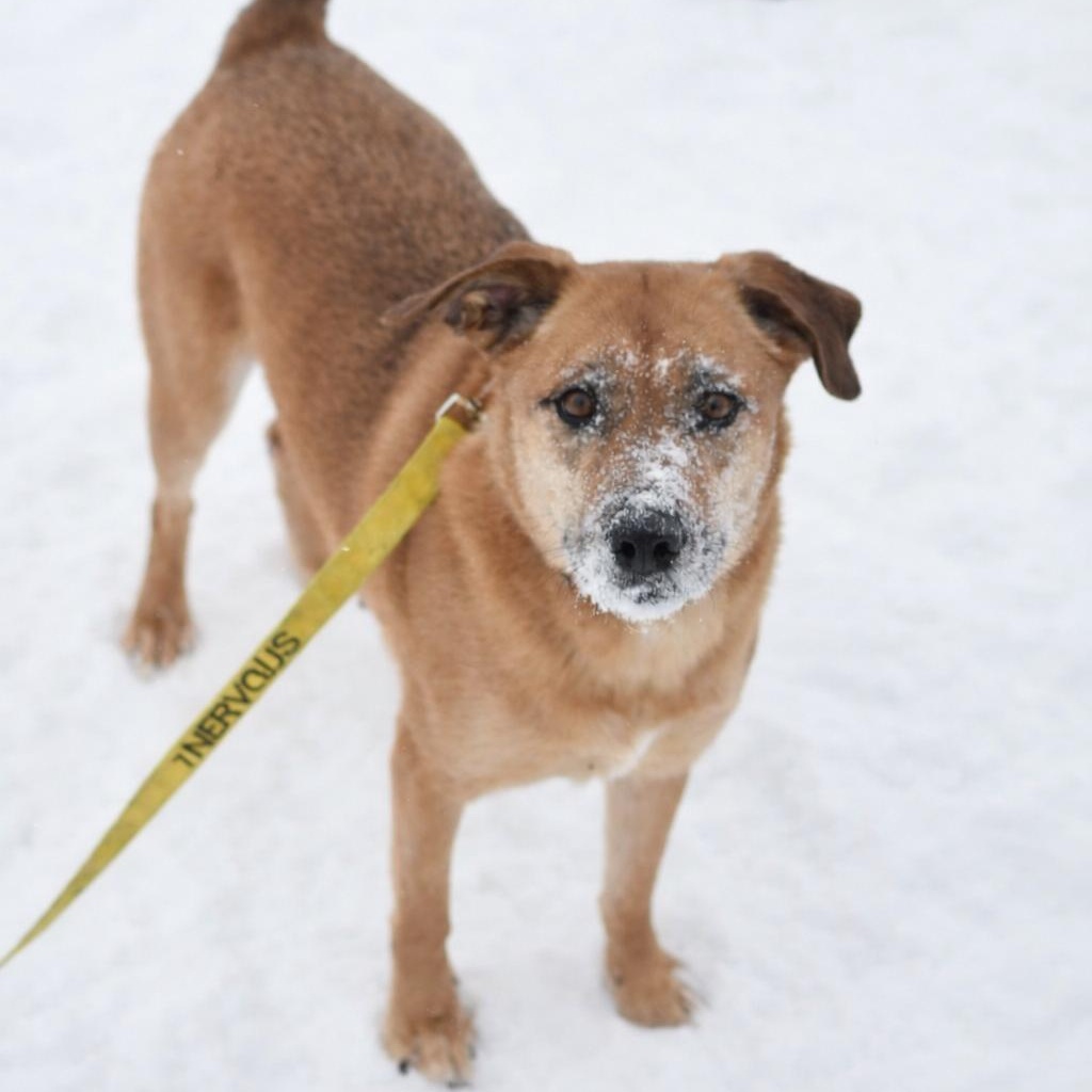 Enlarge Pistachio, a ADOPTABLE Mixed Breed in Morden, MB image 1/1