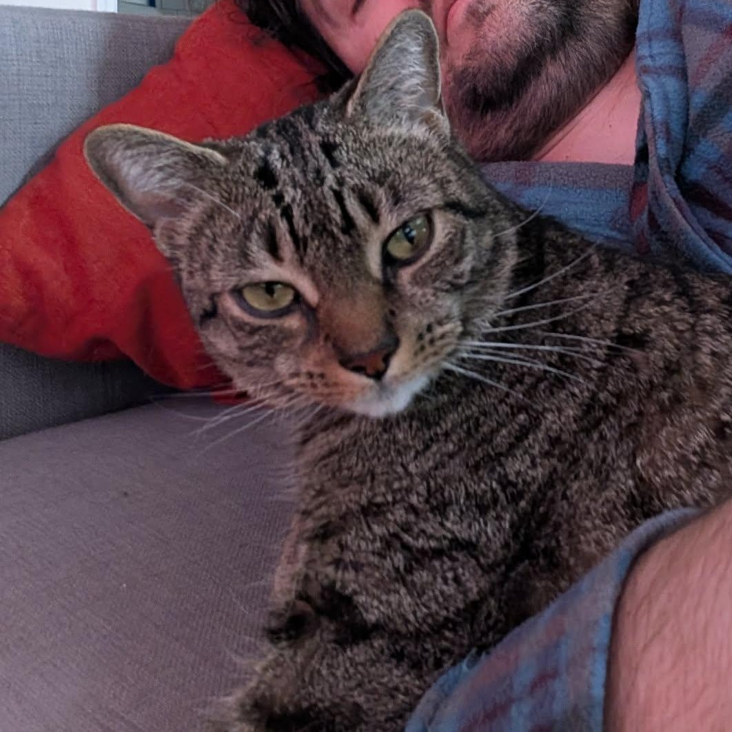 Enlarge Minou - A Lap Cat!, a Adoptable Domestic Short Hair in Bronx, NY image 4/6