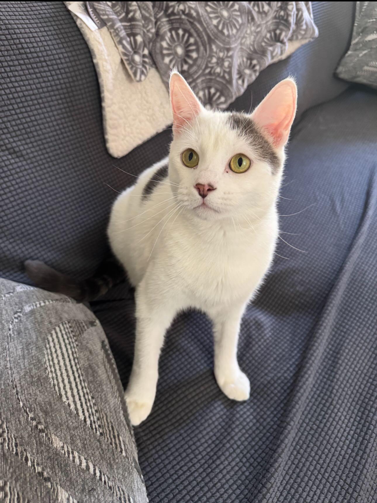 Enlarge Earl Gray (HOSPICE-HCM), a ADOPTABLE Domestic Short Hair in Levittown, PA image 3/6