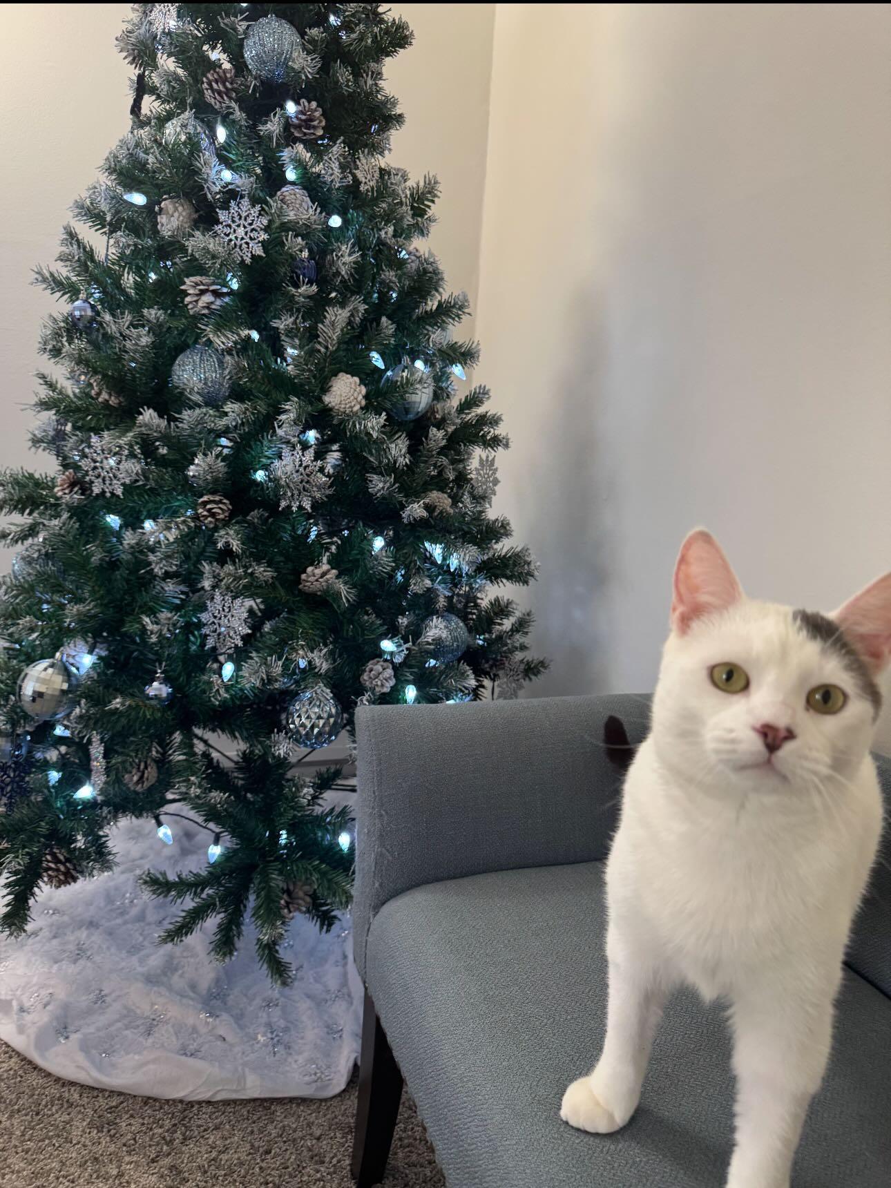 Enlarge Earl Gray (HOSPICE-HCM), a ADOPTABLE Domestic Short Hair in Levittown, PA image 4/6