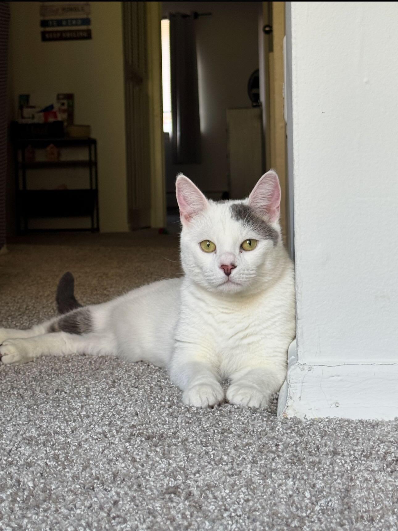Enlarge Earl Gray (HOSPICE-HCM), a ADOPTABLE Domestic Short Hair in Levittown, PA image 1/6